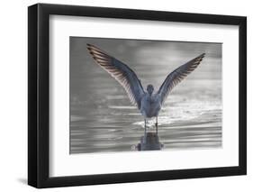 Common greenshank wading in river, The Gambia-Bernard Castelein-Framed Photographic Print