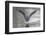 Common greenshank wading in river, The Gambia-Bernard Castelein-Framed Photographic Print