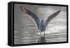 Common greenshank wading in river, The Gambia-Bernard Castelein-Framed Stretched Canvas