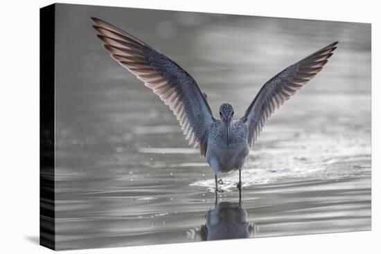 Common greenshank wading in river, The Gambia-Bernard Castelein-Stretched Canvas