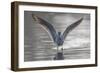 Common greenshank wading in river, The Gambia-Bernard Castelein-Framed Photographic Print