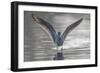 Common greenshank wading in river, The Gambia-Bernard Castelein-Framed Photographic Print