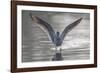 Common greenshank wading in river, The Gambia-Bernard Castelein-Framed Photographic Print