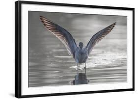 Common greenshank wading in river, The Gambia-Bernard Castelein-Framed Photographic Print