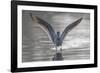 Common greenshank wading in river, The Gambia-Bernard Castelein-Framed Photographic Print