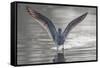 Common greenshank wading in river, The Gambia-Bernard Castelein-Framed Stretched Canvas