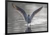 Common greenshank wading in river, The Gambia-Bernard Castelein-Framed Photographic Print