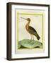 Common Greenshank-Georges-Louis Buffon-Framed Giclee Print