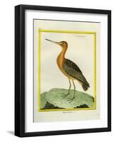 Common Greenshank-Georges-Louis Buffon-Framed Giclee Print