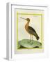 Common Greenshank-Georges-Louis Buffon-Framed Giclee Print