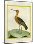 Common Greenshank-Georges-Louis Buffon-Mounted Giclee Print