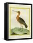 Common Greenshank-Georges-Louis Buffon-Framed Stretched Canvas