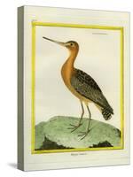 Common Greenshank-Georges-Louis Buffon-Stretched Canvas