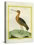 Common Greenshank-Georges-Louis Buffon-Stretched Canvas