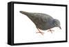 Common Ground Dove (Columbina Passerina Terrestris), Birds-Encyclopaedia Britannica-Framed Stretched Canvas