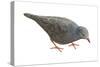 Common Ground Dove (Columbina Passerina Terrestris), Birds-Encyclopaedia Britannica-Stretched Canvas