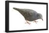 Common Ground Dove (Columbina Passerina Terrestris), Birds-Encyclopaedia Britannica-Framed Poster