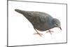 Common Ground Dove (Columbina Passerina Terrestris), Birds-Encyclopaedia Britannica-Mounted Poster