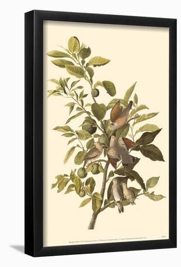 Common Ground Dove-null-Framed Poster