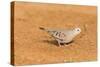 Common Ground Dove-Gary Carter-Stretched Canvas