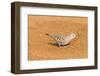 Common Ground Dove-Gary Carter-Framed Photographic Print