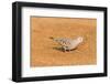 Common Ground Dove-Gary Carter-Framed Photographic Print