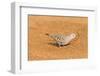 Common Ground Dove-Gary Carter-Framed Photographic Print