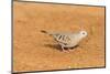 Common Ground Dove-Gary Carter-Mounted Photographic Print