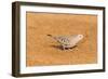 Common Ground Dove-Gary Carter-Framed Photographic Print