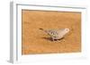 Common Ground Dove-Gary Carter-Framed Photographic Print