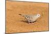 Common Ground Dove-Gary Carter-Mounted Photographic Print