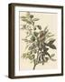 Common Ground Dove-John James Audubon-Framed Giclee Print