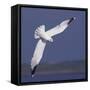 Common Gull (Larus Canus) Diving in Flight, Texel, Netherlands, May 2009-Peltomäki-Framed Stretched Canvas
