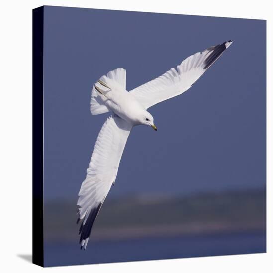 Common Gull (Larus Canus) Diving in Flight, Texel, Netherlands, May 2009-Peltomäki-Stretched Canvas