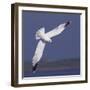 Common Gull (Larus Canus) Diving in Flight, Texel, Netherlands, May 2009-Peltomäki-Framed Photographic Print