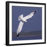 Common Gull (Larus Canus) Diving in Flight, Texel, Netherlands, May 2009-Peltomäki-Framed Photographic Print