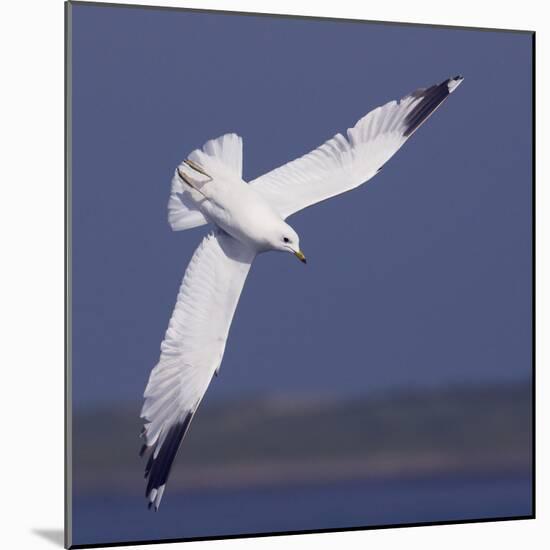 Common Gull (Larus Canus) Diving in Flight, Texel, Netherlands, May 2009-Peltomäki-Mounted Photographic Print