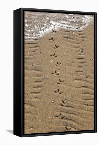 Common Gull (Larus Canus) Tracks on Luskentyre Banks, Scotland, UK, June-Muñoz-Framed Stretched Canvas