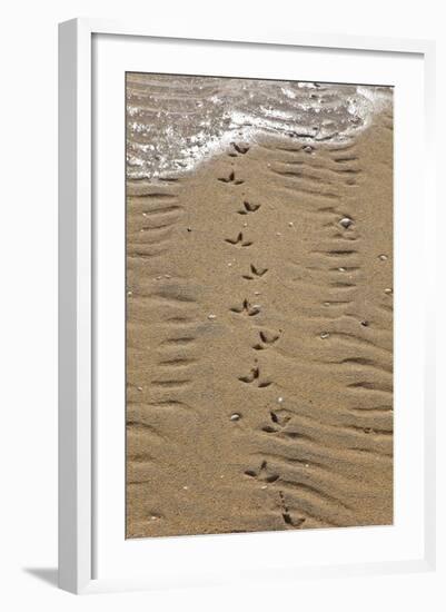 Common Gull (Larus Canus) Tracks on Luskentyre Banks, Scotland, UK, June-Muñoz-Framed Photographic Print