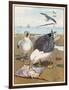 Common Gulls on a Beach-W. Foster-Framed Art Print