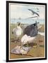 Common Gulls on a Beach-W. Foster-Framed Art Print