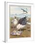 Common Gulls on a Beach-W. Foster-Framed Art Print