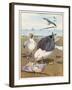 Common Gulls on a Beach-W. Foster-Framed Art Print