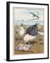 Common Gulls on a Beach-W. Foster-Framed Art Print