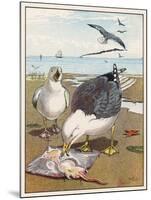 Common Gulls on a Beach-W. Foster-Mounted Art Print