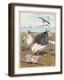 Common Gulls on a Beach-W. Foster-Framed Art Print