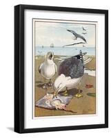 Common Gulls on a Beach-W. Foster-Framed Art Print