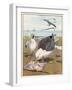 Common Gulls on a Beach-W. Foster-Framed Art Print