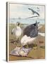 Common Gulls on a Beach-W. Foster-Stretched Canvas