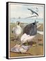 Common Gulls on a Beach-W. Foster-Framed Stretched Canvas